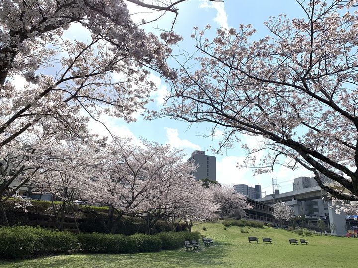 栗山公園の桜