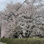 三里塚第一公園の桜1