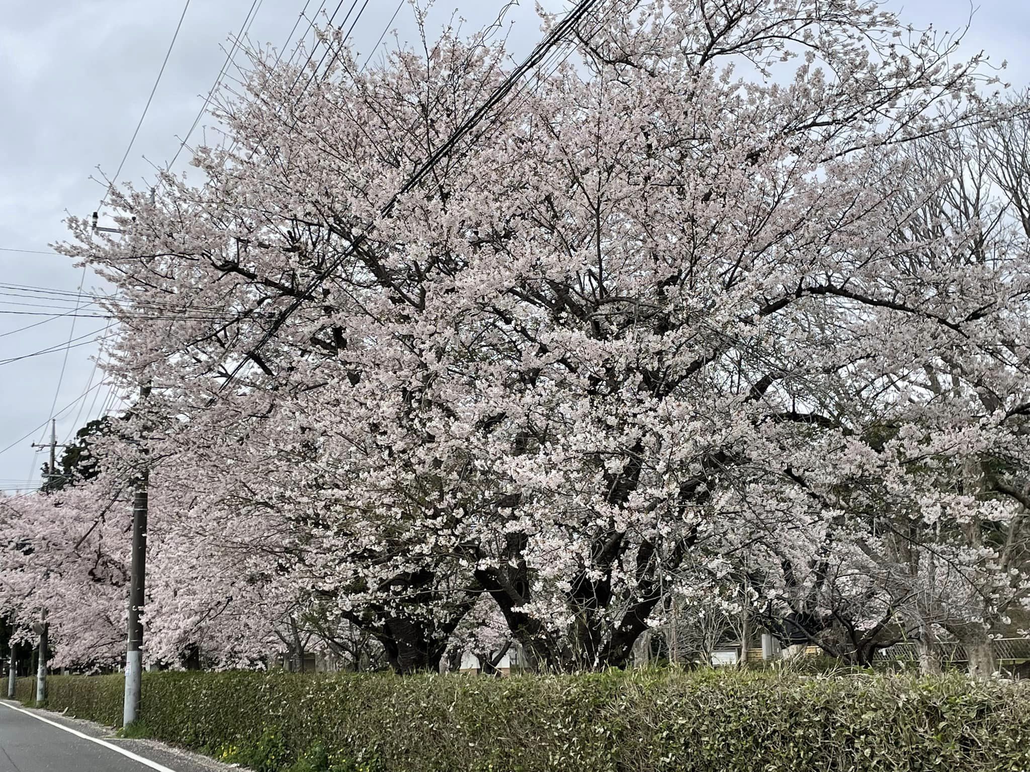 三里塚第一公園の桜1