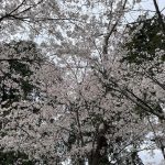 三里塚第一公園の桜2