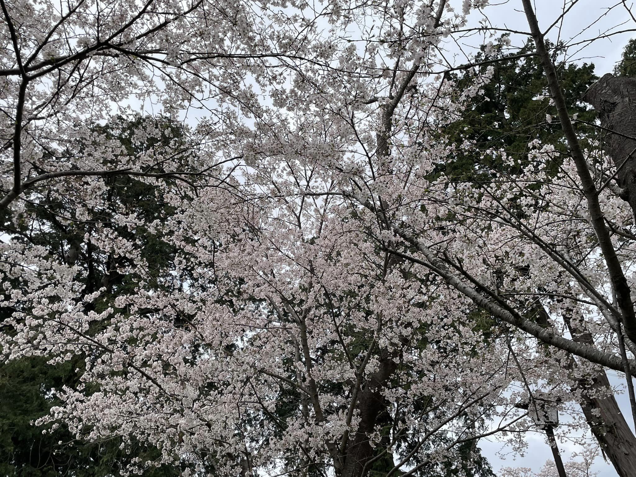 三里塚第一公園の桜2