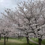 三里塚第一公園の桜3