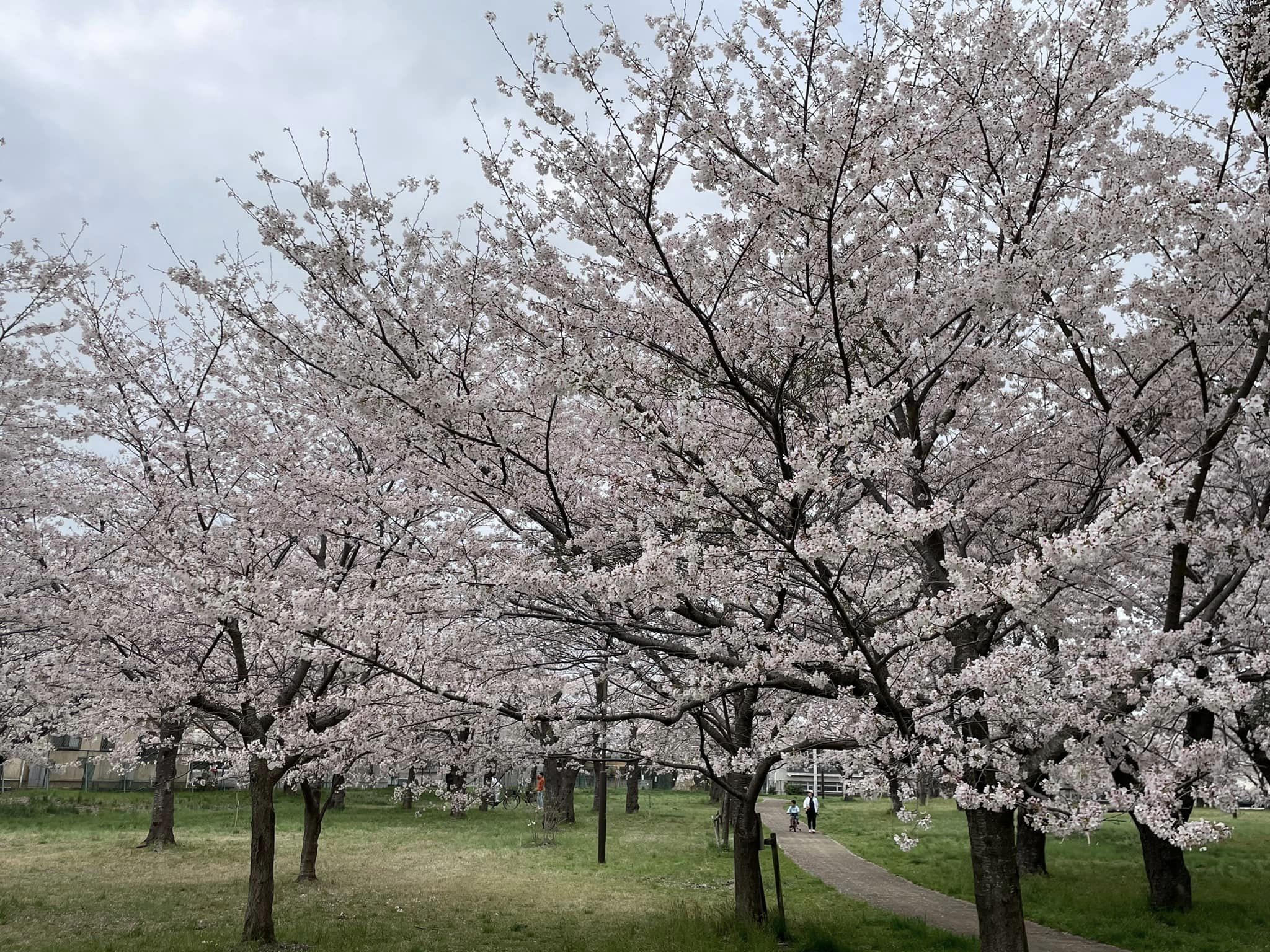 三里塚第一公園の桜3