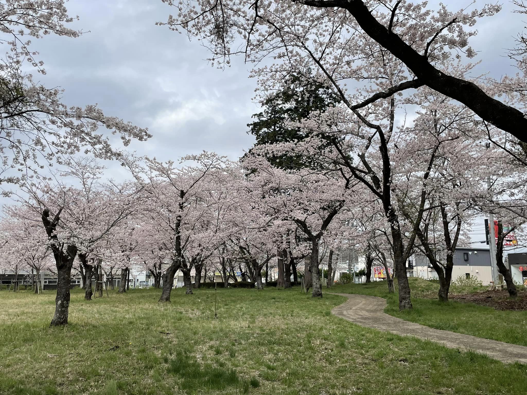 三里塚第一公園の桜4