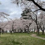 三里塚第一公園の桜4