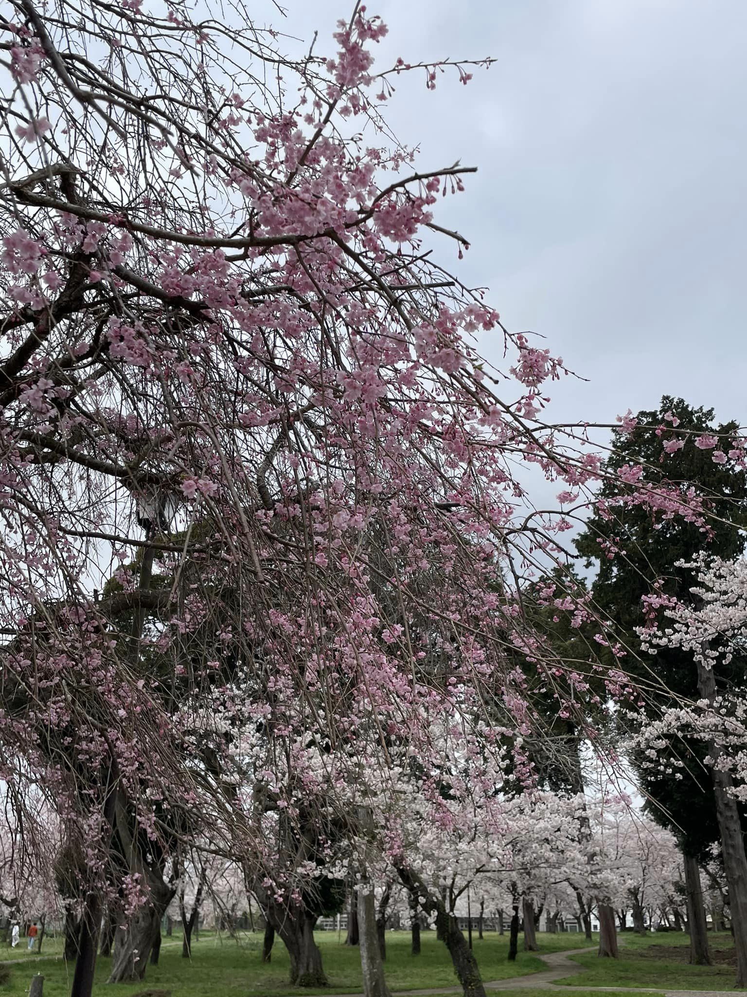 三里塚第一公園の桜5