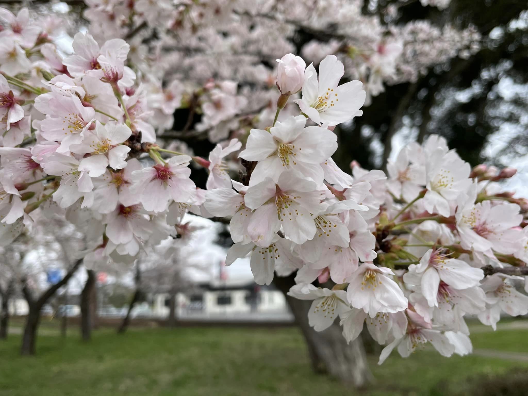 三里塚第一公園の桜6